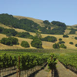  Weinanbau im Sonoma County