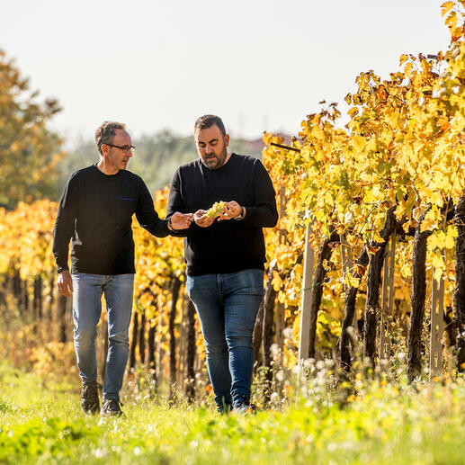 Masser Primitivo Tenuta Ulisse Terre Di Chieti Igp Italien