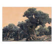 Ingo Wegerl – Der Olivenbaum