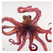 Lea Fricke – Big Octopus