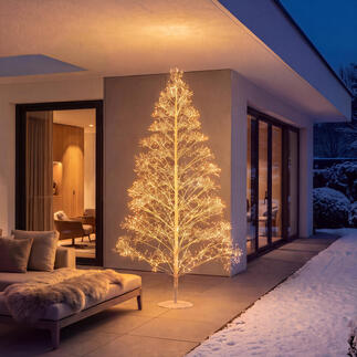 Beleuchteter Dolden-Lichterbaum vor einem modernen Haus