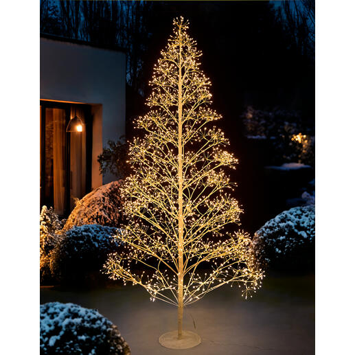 Dolden-Lichterbaum Üppiges Leuchten statt spärlicher Lichter: der Doldenbaum im Weihnachtsglanz. Dolden-Lichterbaum, 120 cm hoch, beleuchtet mit warmem Licht im Garten