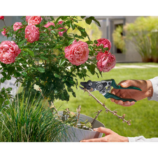 Gartenschere mit Festhaltefunktion in der Hand eines Gärtners, um Blumen zu schneiden