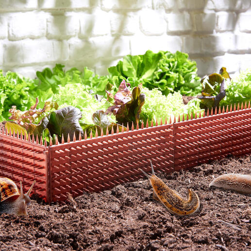 Schneckenschutz Zaun umgeben von frischem Gemüse im Garten.