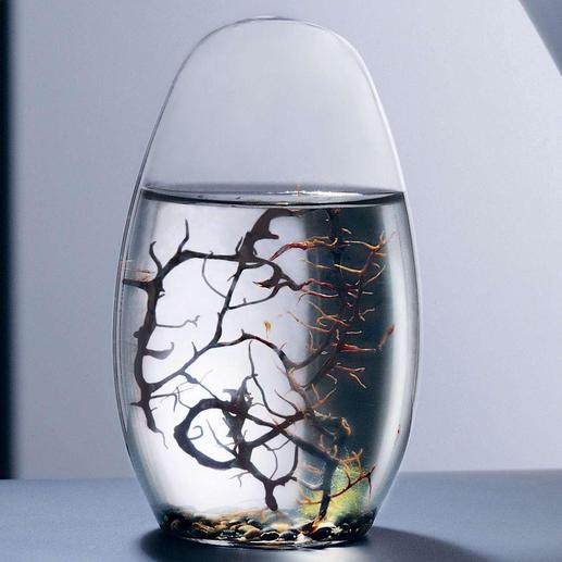 Ecosphere® Das vollkommene Ökosystem im Wasserglas, entwickelt von der NASA.