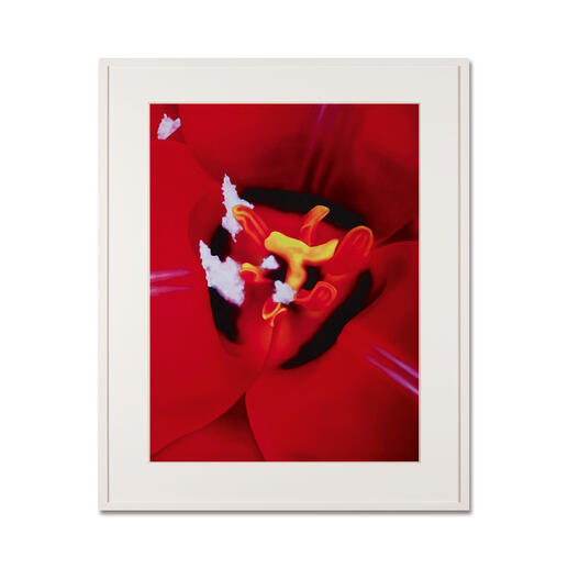 Nahaufnahme einer roten Blume in einem eleganten Rahmen.