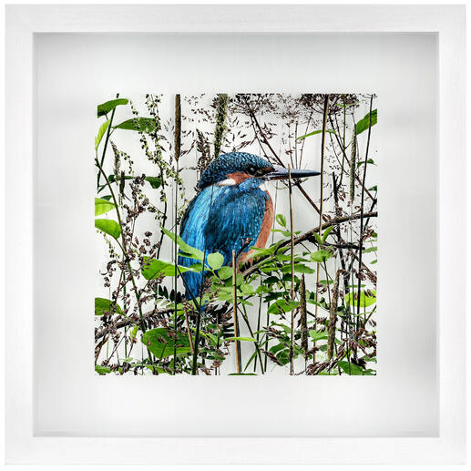 Andreas Lutherer – Eisvogel Einzigartige Fotokunst auf drei Glas-Ebenen. Mit erstaunlicher Tiefenwirkung. Andreas Lutherers neueste Edition. 30 Exemplare. Maße: 33 x 33 cm.