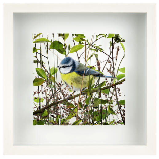 Andreas Lutherer – Blaumeise Einzigartige Fotokunst auf drei Glas-Ebenen. Mit erstaunlicher Tiefenwirkung. Andreas Lutherers neueste Edition aus seiner erfolgreichen „Birds“-Serie. Maße: 33 x 33 cm. Blaumeise sitzt auf einem Zweig umgeben von grünen Blättern, zart bemalt.