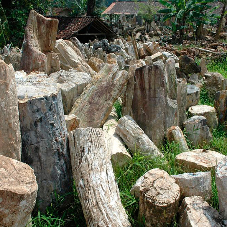 Sensationell: 20 Mio. Jahre altes Holz der tropischen Gattung Dipterocarpus. Fossiles Holz in geschichteten Formationen im Grünen.