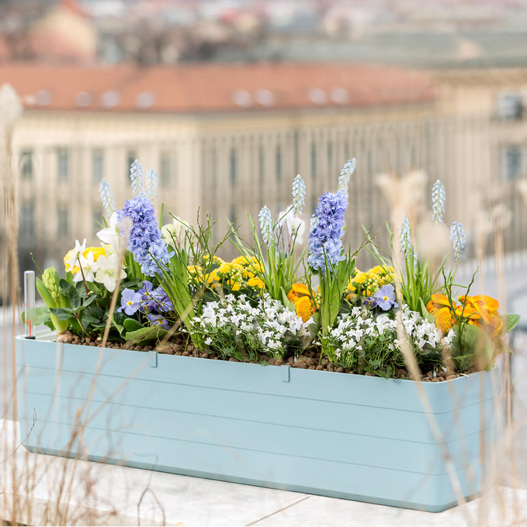 Graublau/Weiß Graublauer Design-Blumenkasten, gefüllt mit bunten Frühlingsblumen auf einer Terrasse.