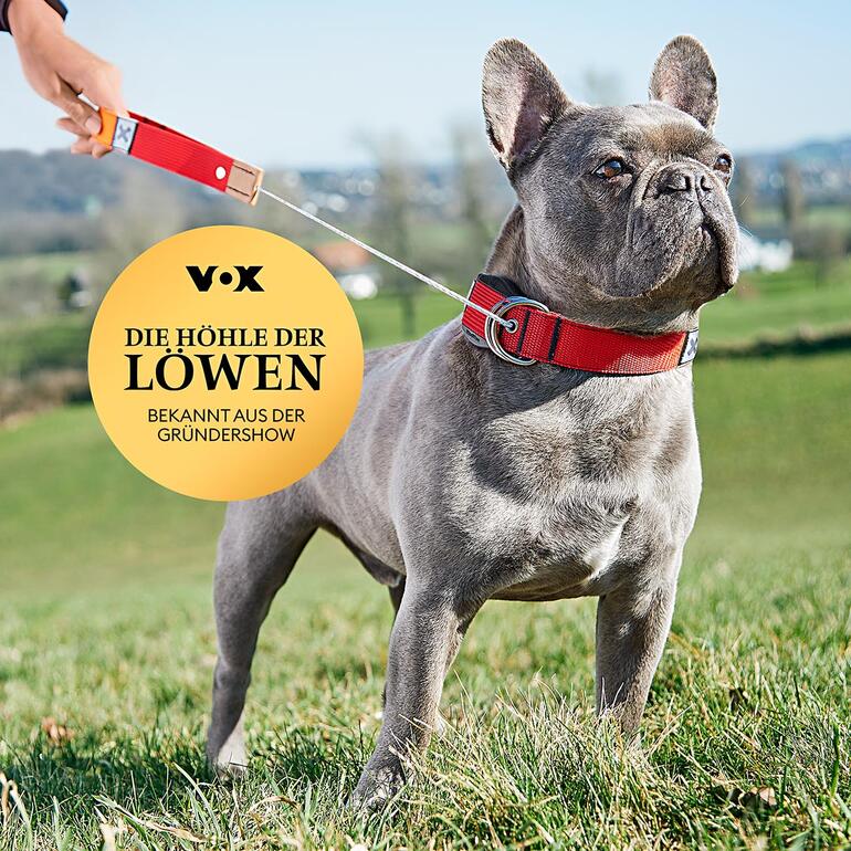 Hund mit 2-in-1 Halsband und Leine, hervorgehoben durch ein Werbebanner.