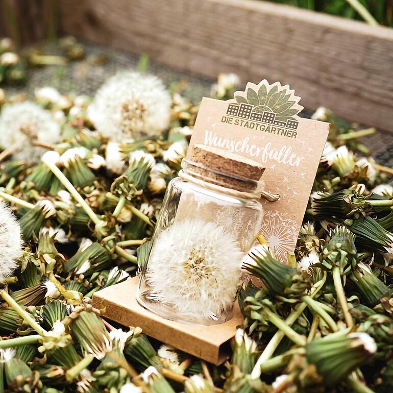 Wunscherfüller mit Pusteblume im Glas, umgeben von Pusteblumen im Freien.