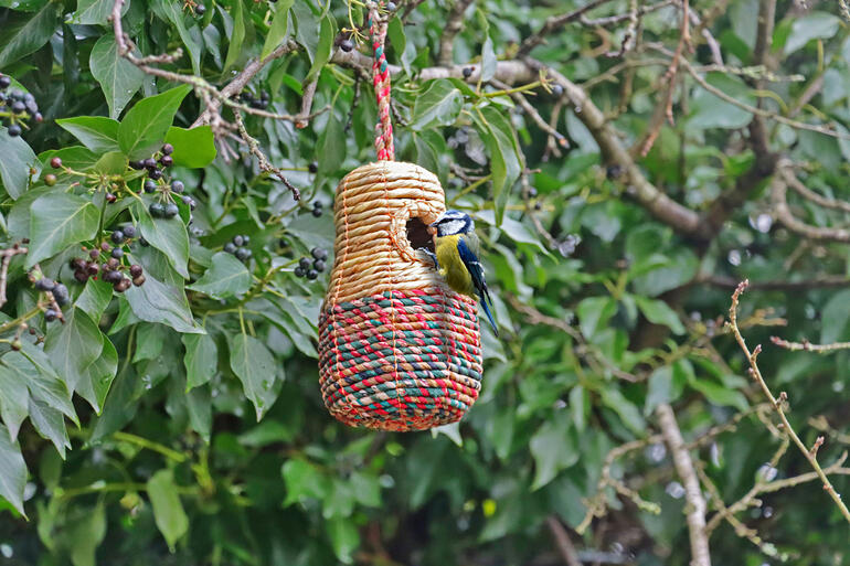 Artisan Vogelnest in Glockenform, hängend an einem Baum mit einer Blaumeise