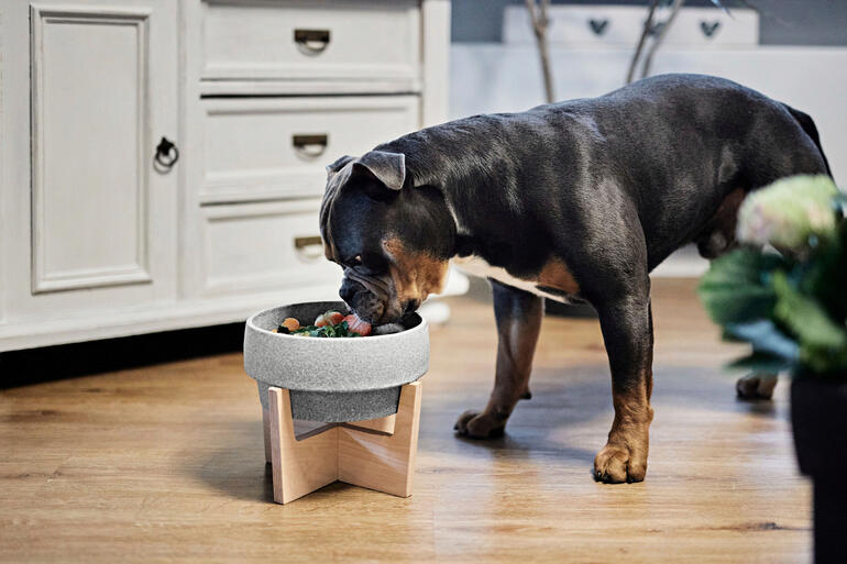 Hund steht vor Fressnapf aus Granicium® auf Holzständer