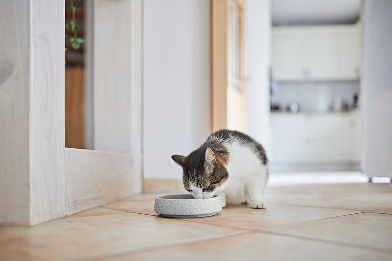 Auch als Katzennapf erhältlich. Katze trinkt aus Granicium® Fressnapf auf dem Boden