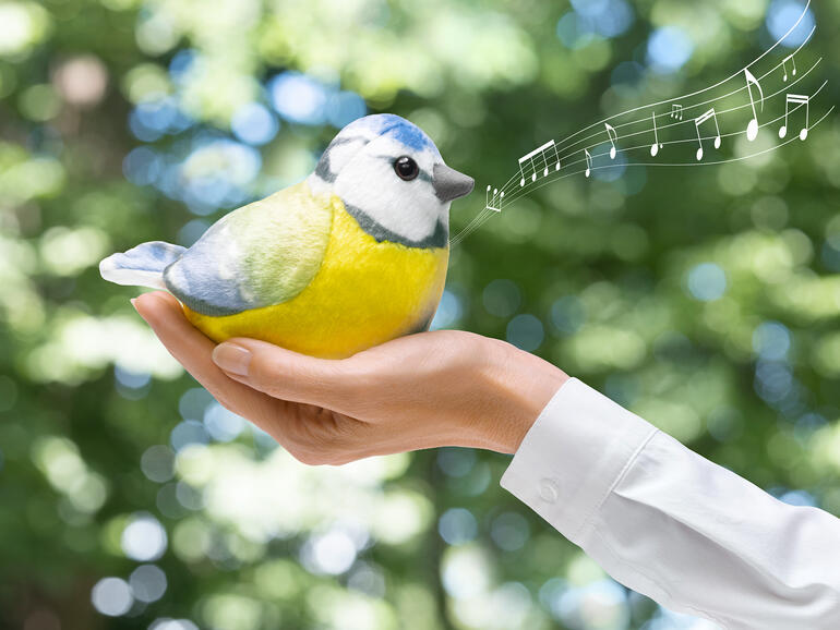 Blaumeise in Hand, die ein Lied zwitschert.