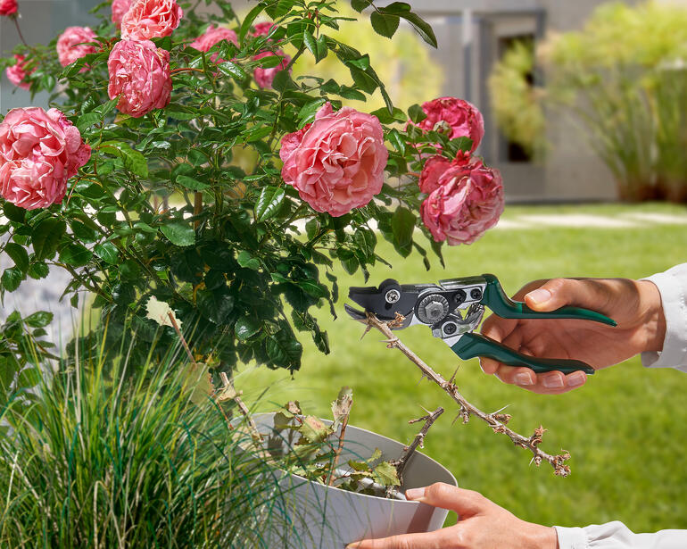 Gartenschere mit Festhaltefunktion in der Hand eines Gärtners, um Blumen zu schneiden