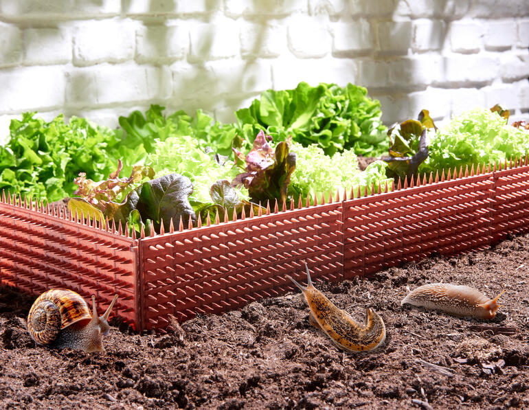 Schneckenschutz Zaun umgeben von frischem Gemüse im Garten.