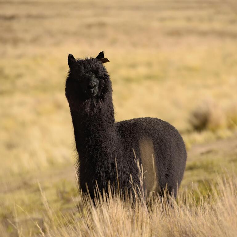 Schwarzes Alpaka im Freien auf einer Wiese