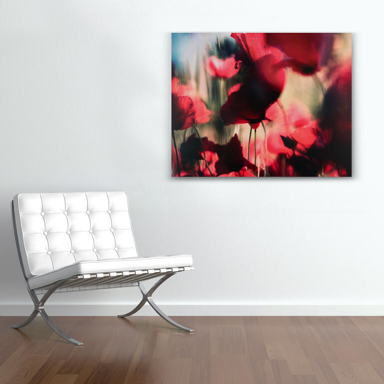 Das Werk auf DIBOND® ist auch ohne Schattenfugenrahmung erhältlich. Moderner Raum mit dem Bild 'Mohn Nr. 3' von Sabine Wenzel an der Wand.
