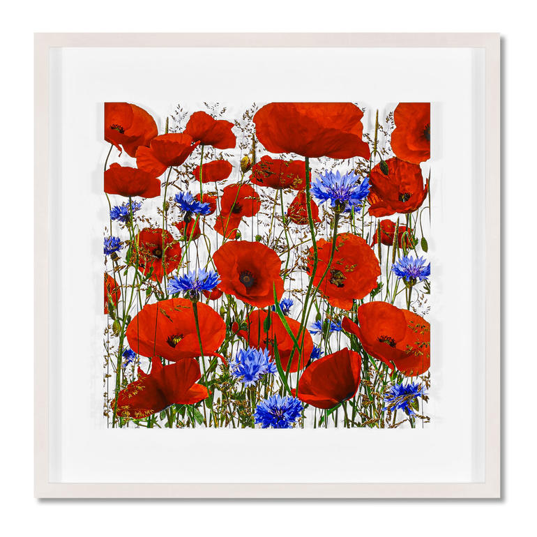 Blühende Mohnblumen und Kornblumen in leuchtenden Farben auf hellem Hintergrund.