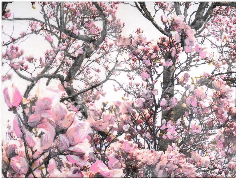 Magnoliaknospen an einem Baum in sanften Rosa- und Grautönen.