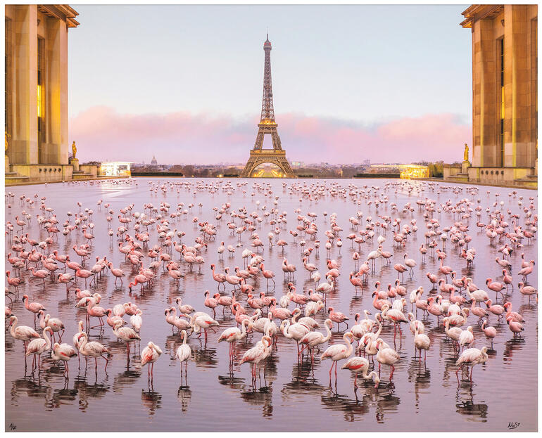 Flamingos im Wasser mit dem Eiffelturm im Hintergrund.