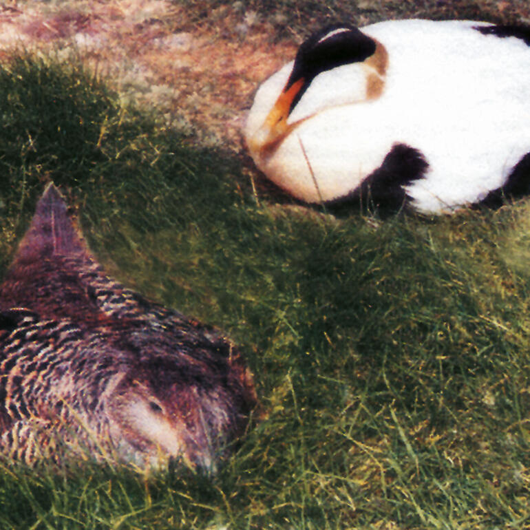 Zwei Eiderenten ruhen im Gras, eine sitzt und eine liegt.