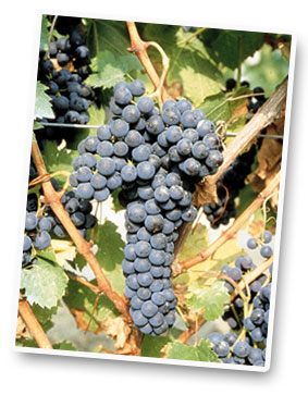 Weinrebe Weinrebe